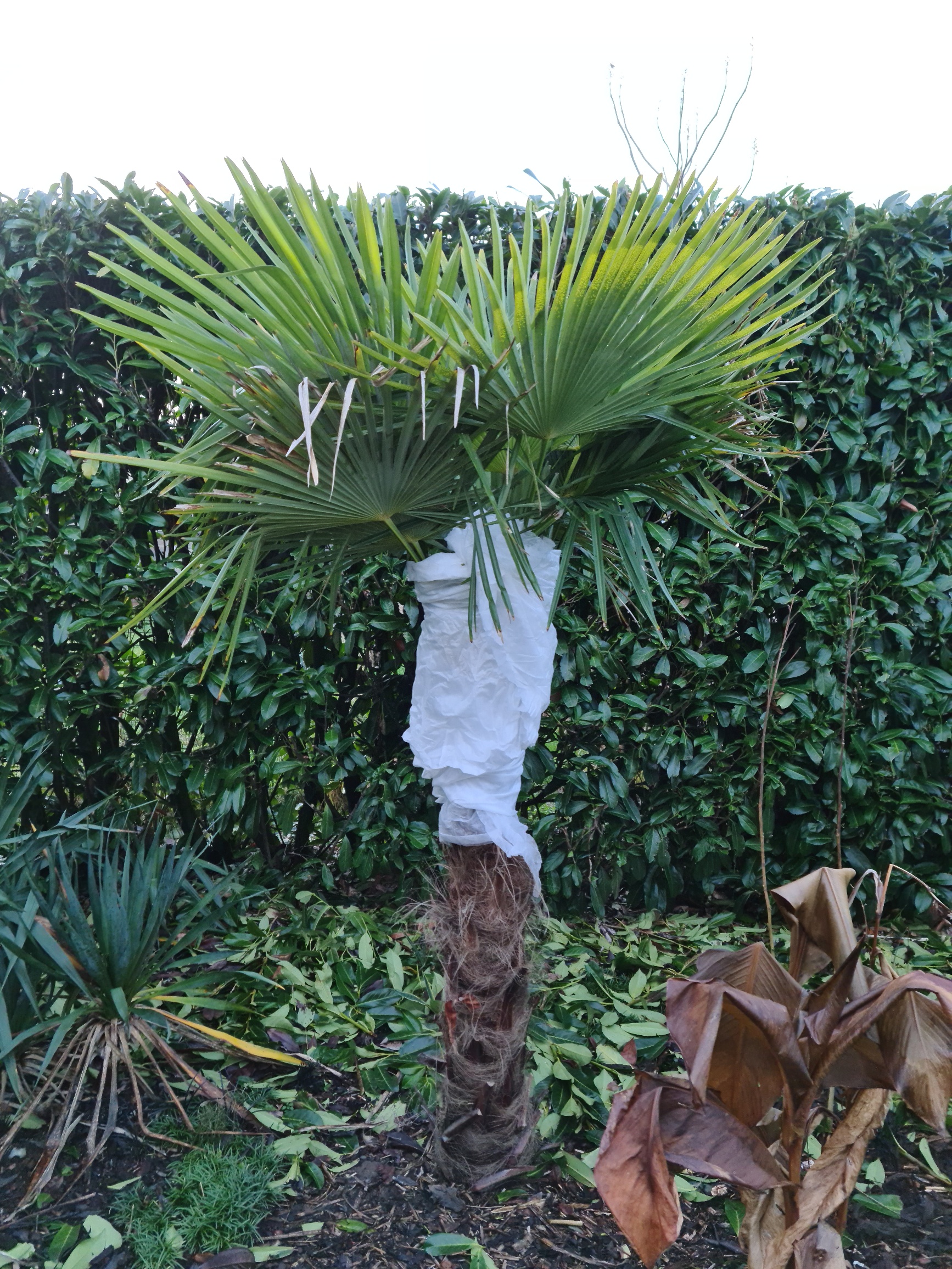 Hoe een palmboom beschermen in de winter 