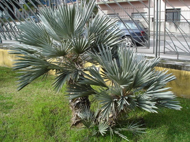 Lijst winterharde palmbomen