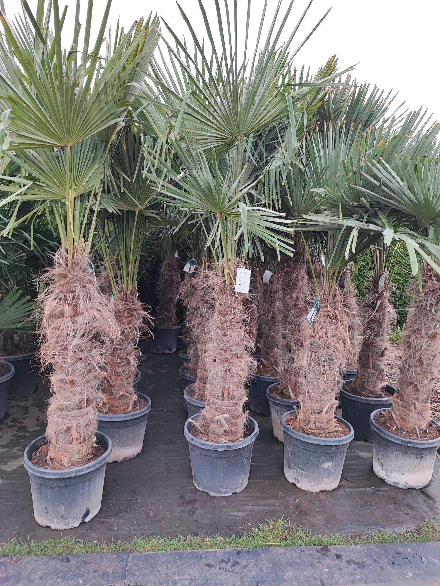 Trachycarpus fortunei 45 liter pot stam 80/100 cm. 200/230 cm. hoog