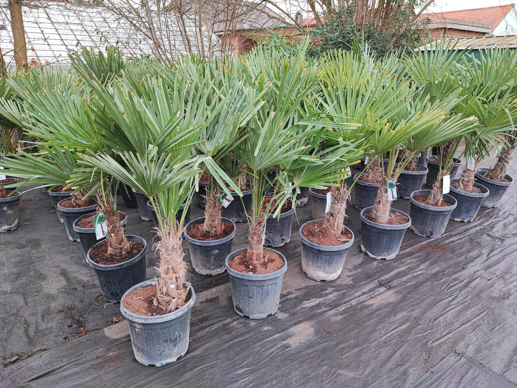 Trachycarpus fortunei 20 liter pot stam 25/30 cm. 130/150 cm. hoog