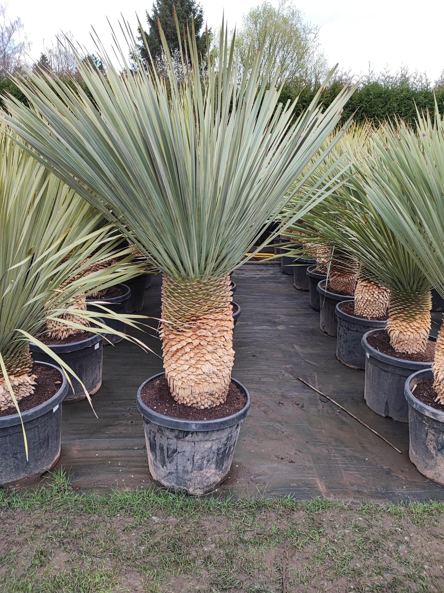 Yucca rostrata 45 liter pot stam 40/50 cm. 140 cm hoog
