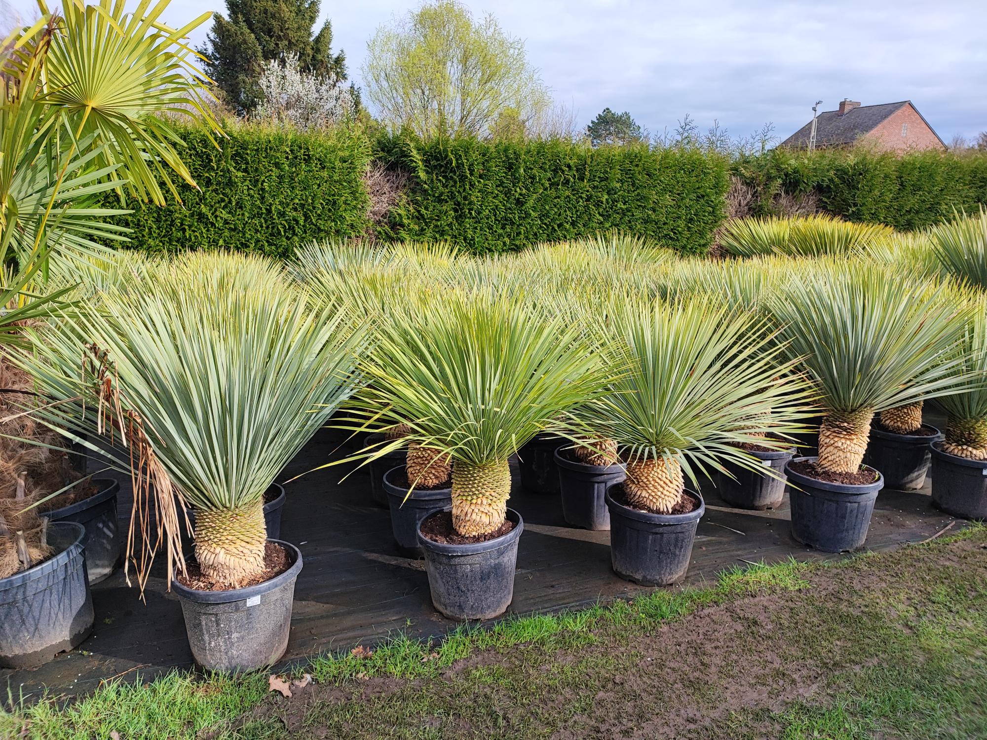 Yucca rostrata 30 liter pot stam 30 cm. 120 hoog