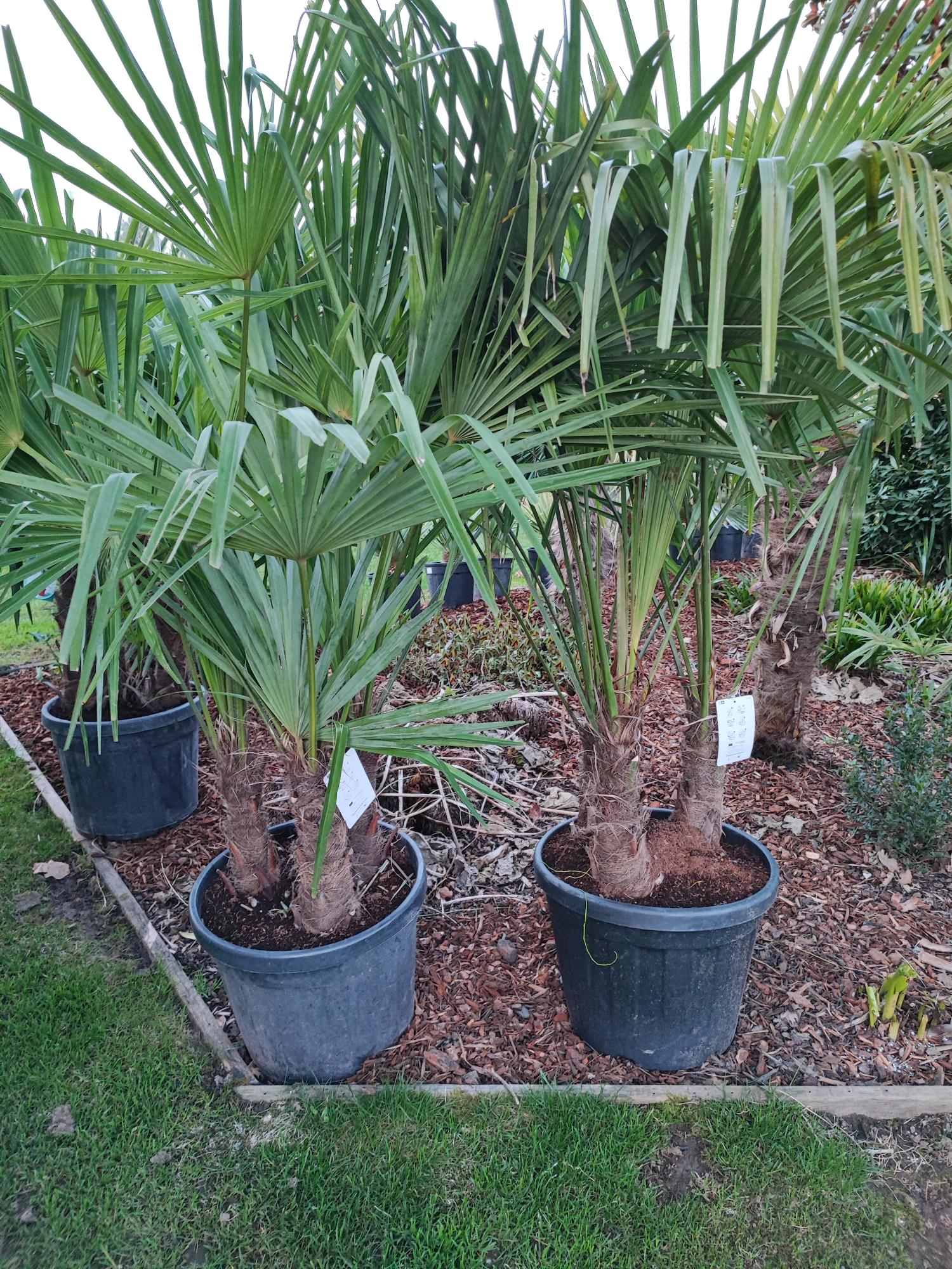 Trachycarpus fortunei multi stam 30/45 cm. 150/170 cm. hoog