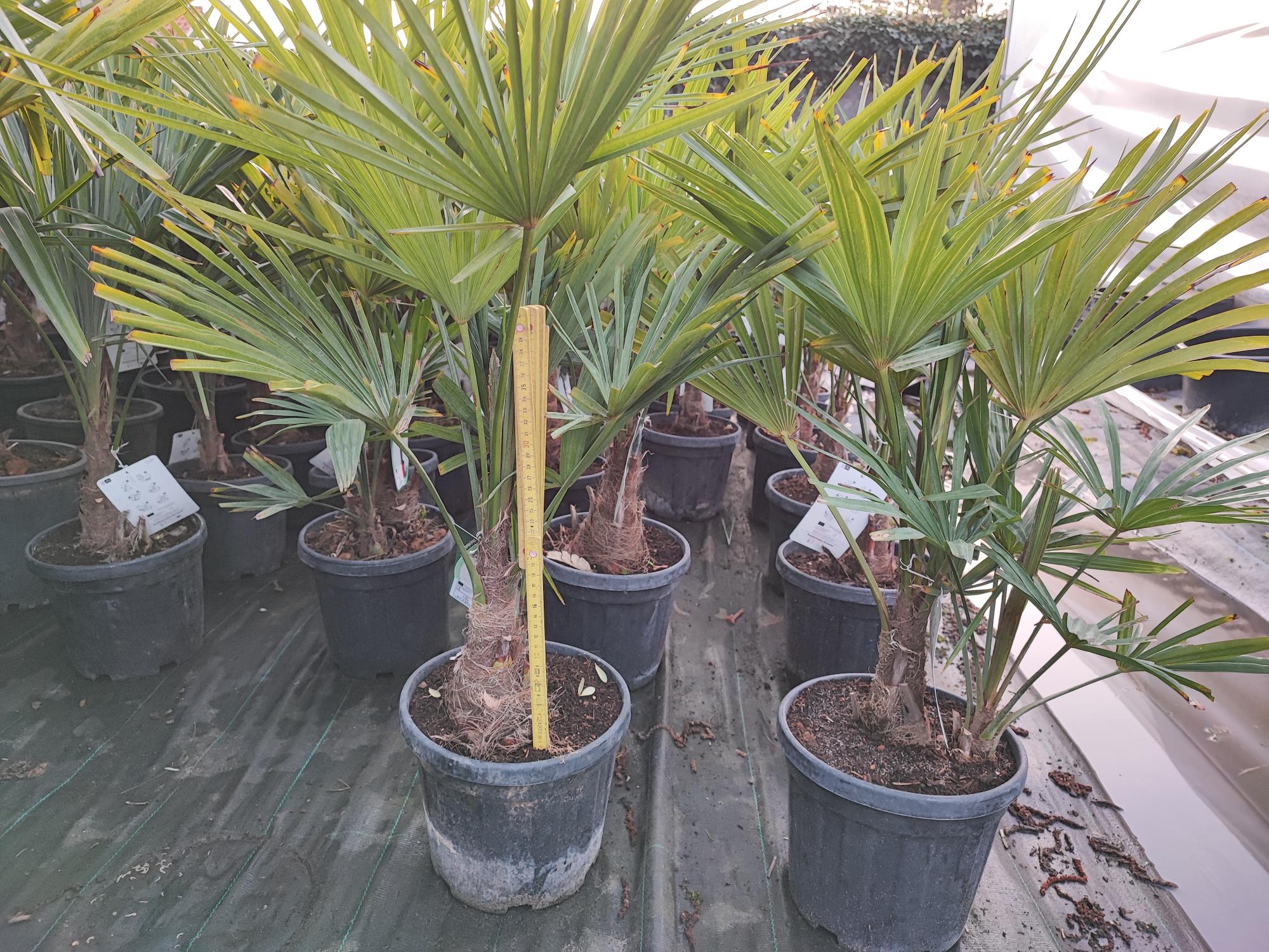 Trachycarpus fortunei 6 liter pot stam 10/15 cm. 60/80 cm hoog