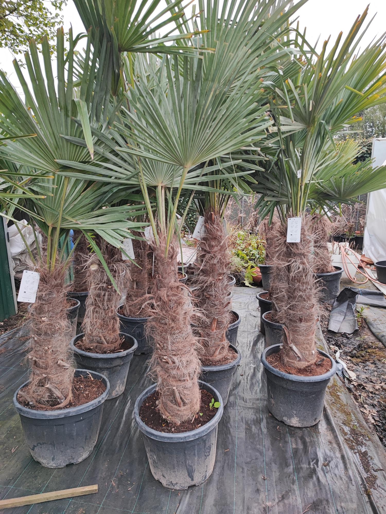 Trachycarpus fortunei 35 liter pot stam 60/80 cm. 200/220 cm. hoog