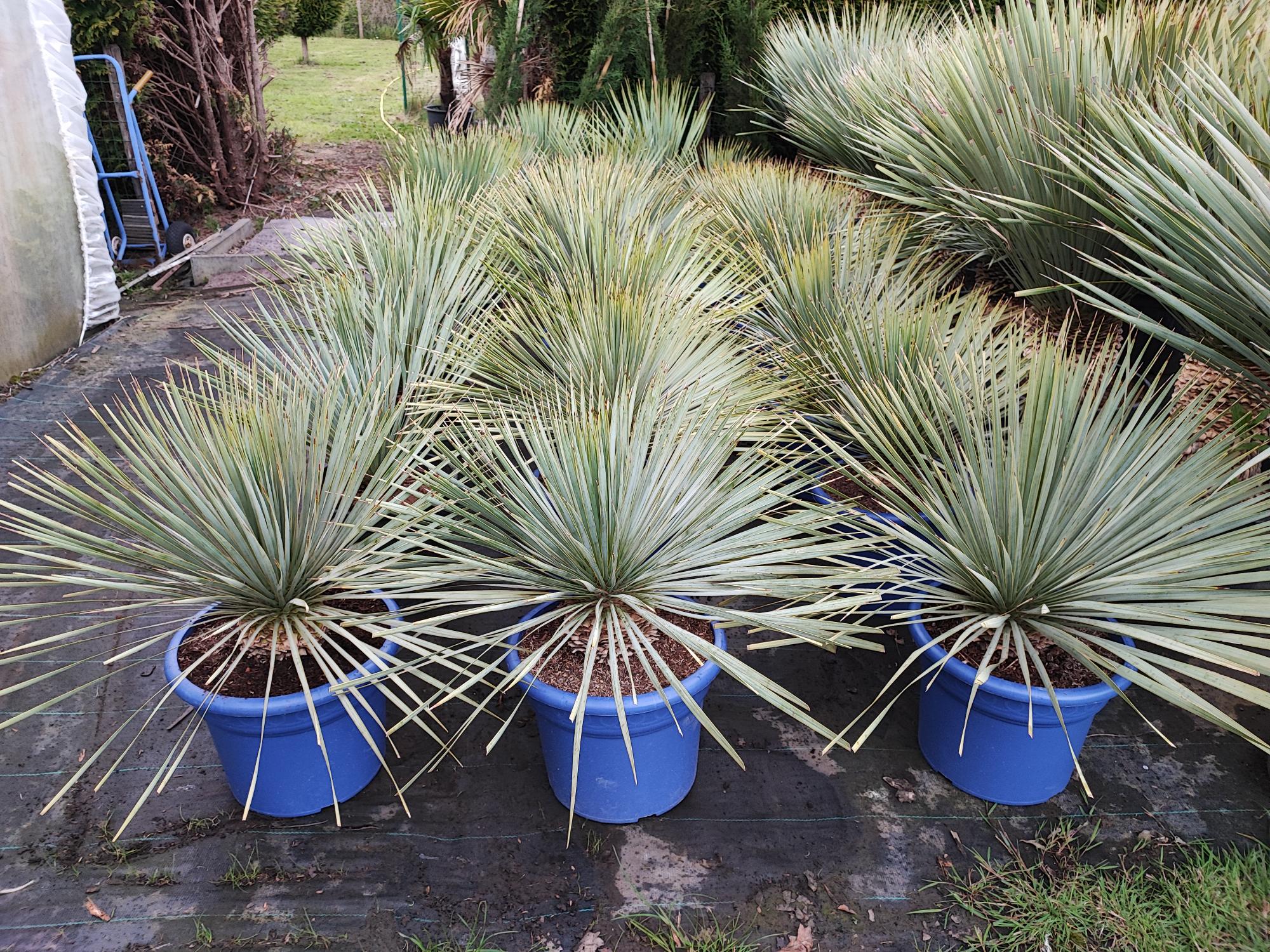 Yucca rostrata 15 liter pot stam 10 cm. 60/80 hoog