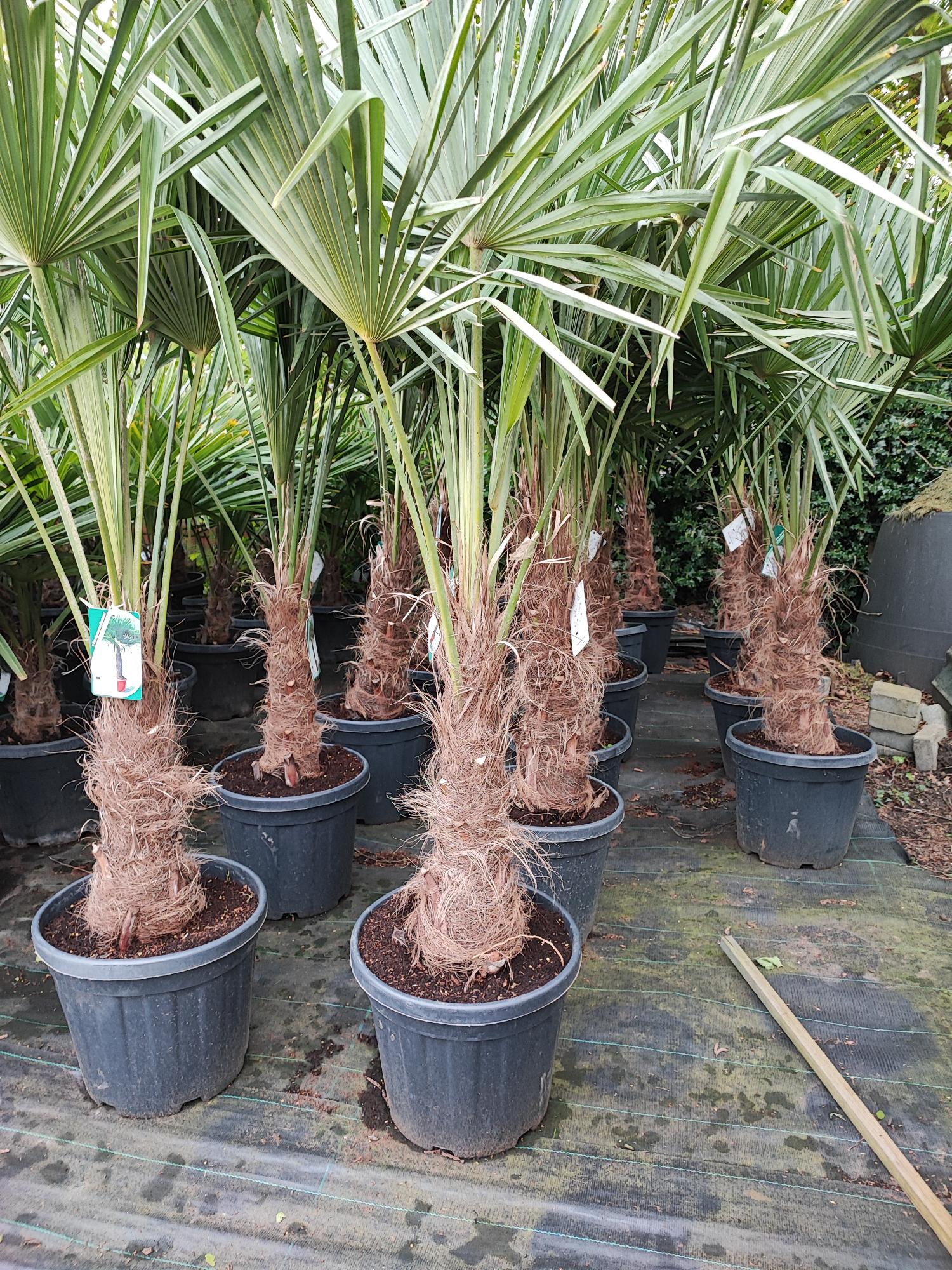 Trachycarpus fortunei 25 liter pot stam 40/50 cm. 170/190 cm. hoog