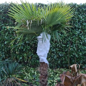 Hoe een palmboom beschermen in de winter 