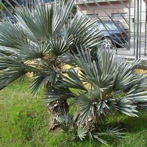 Lijst winterharde palmbomen
